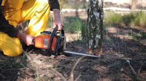 Reliable North Bennington, VT  Tree Services Solutions